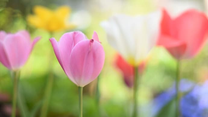 4月の庭~のんびりと春色