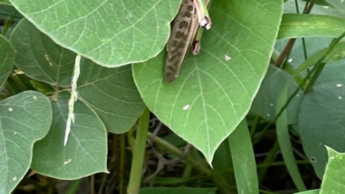 秋の文芸(その弍)*ポンコツ爺さんの短歌 秋の虫、秋の風、猫など
