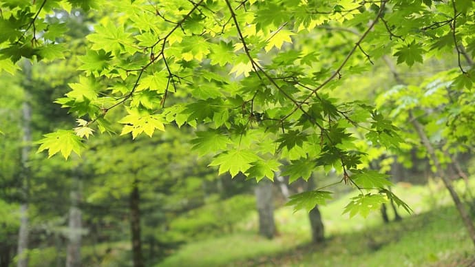 ★入笠湿原で見た6月の花々 2020