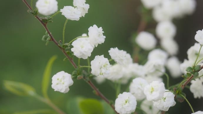 小さな庭の南側で咲く花たち