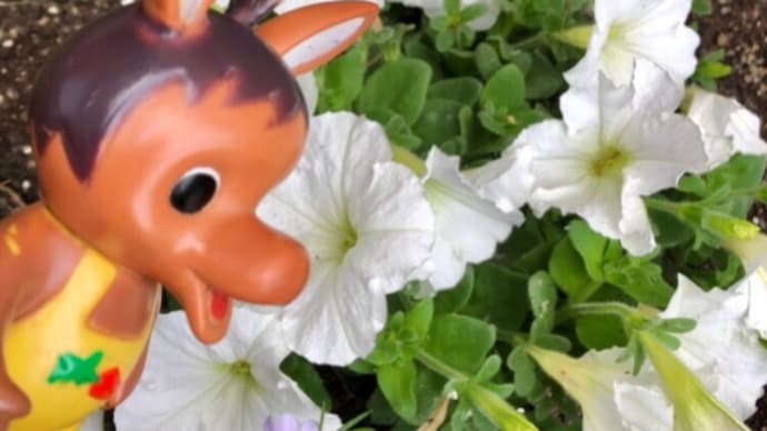 ロバくんと白いヒラヒラの花