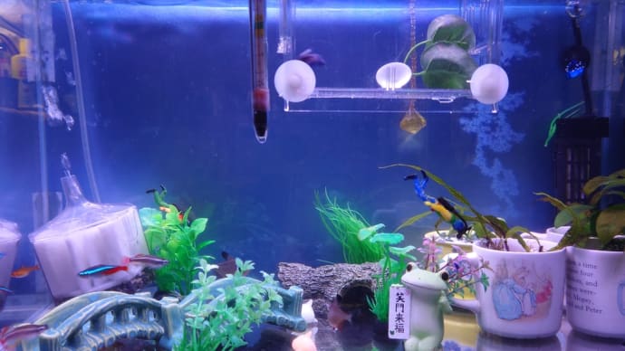 水換えしました 04/14