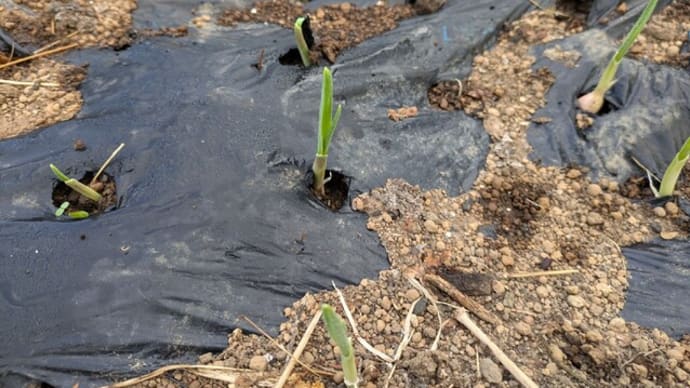 葉ニンニクの発芽