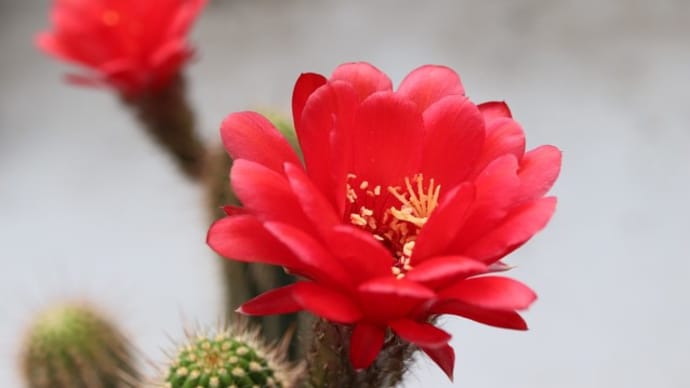 【多肉】真っ赤なサボテンの花