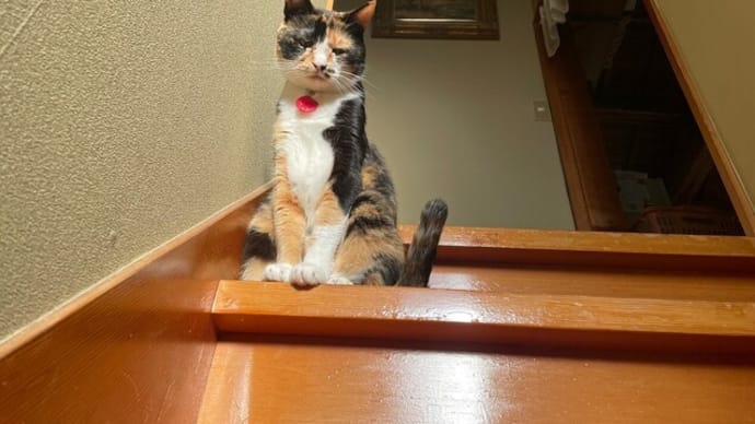 犬猫・階段物語