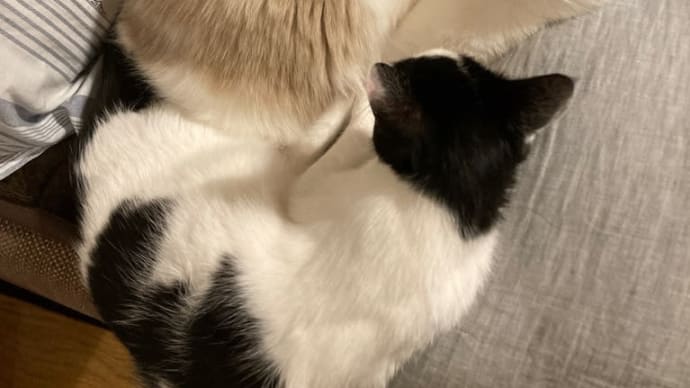 1ヶ月