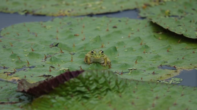 カエルくんの楽園案内🐸