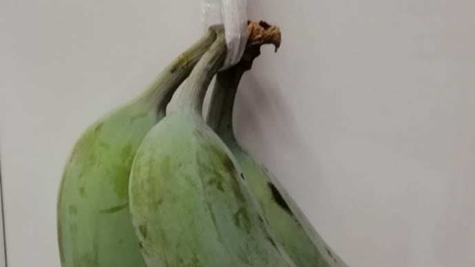 観察日記 1日目