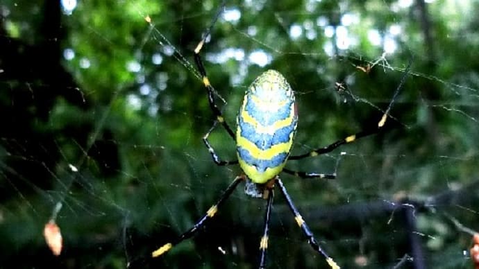 大きなクモから小さなクモまで、ジョロウグモ、コハナグモ、クモの巣のお話。