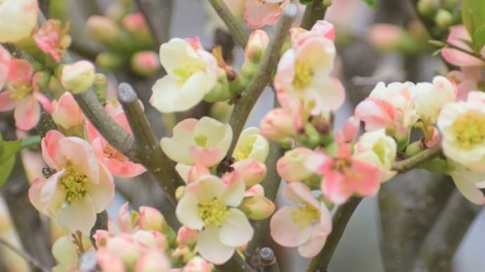 公園の植物(ボケ、ズミ、沈丁花など)