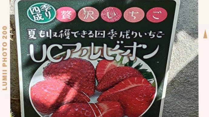 🚿今日の屋上菜園🫐🍓🍆🍅👀🌱