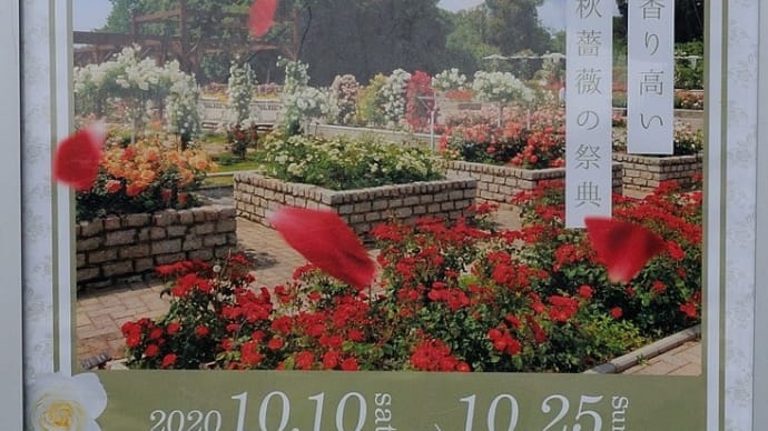 長居植物園 バラが咲き始めました 2020 09/29  バラ「クリス エバート」