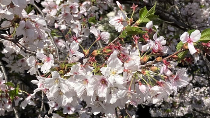 晴れた朝の川桜・鉢の花達も勢い良し❀