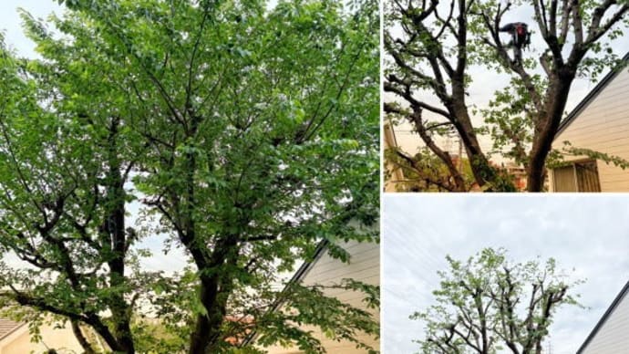 高木の桜の木の枝がお隣の敷地にまで伸びご迷惑をかけていると枝おろし作業