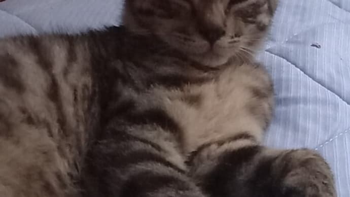 近所のラーメン屋さんの子猫たちのTNR