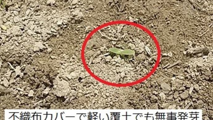 発芽を促すためにはカバーが必要なのだ!