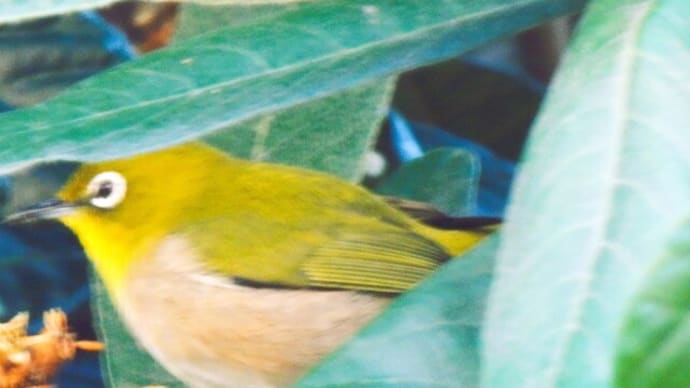 鳥の詩