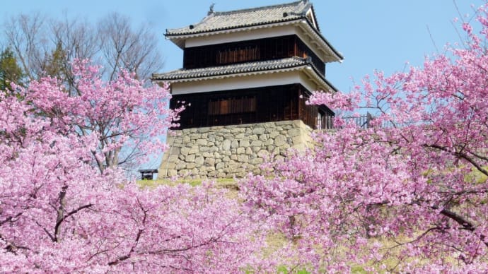 信濃の春・・・上田城千本桜祭り④・・・西隅櫓前の芝生広場のヤマザクラ