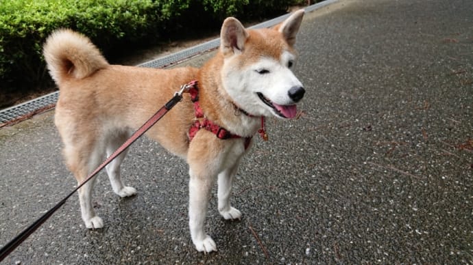 赤松林散歩 190829