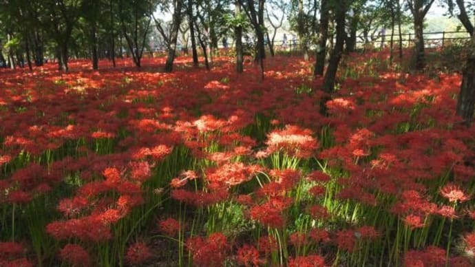 2024年10月 2日(水)の「巾着田曼殊沙華公園」(3)