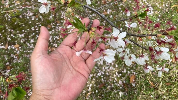 諏訪神社の清掃活動 お花(桜)はそろそろ終わり お掃除は萼(がく)が落ちた後にでも 2024年04月10日