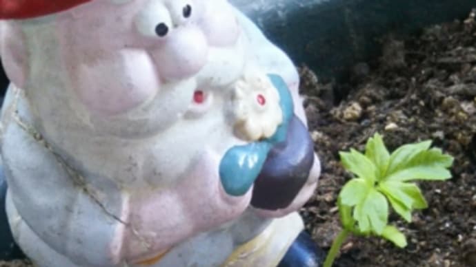 ジュリーからお知らせあった今朝、風船葛の双葉