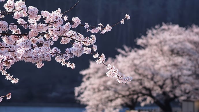 ★千鹿頭池の桜🌸　2023