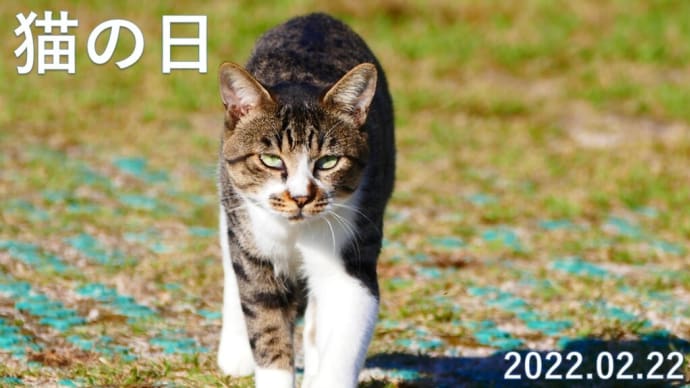 猫の日 2022年02月22日