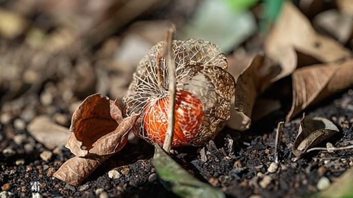 薬用植物園、霜月。