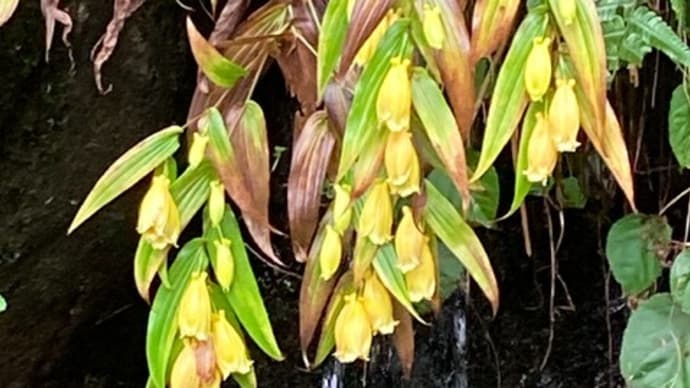 上三依水生植物園