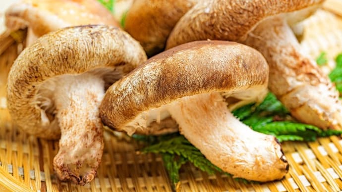 椎茸が主役の豚ちゃんこ ~どんこの肉厚すぎる生椎茸~