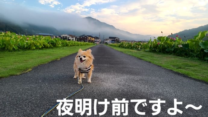 ヤマサ蒲鉾の蓮の花苑に行ってきました。