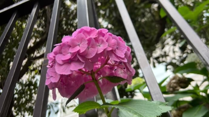 ❤️通勤散歩❤️東京医科歯科大の紫陽花はやる気あるピヨ❤️