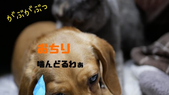 時々噛まれます❗