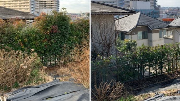 お隣との境界側に植えられているアカカナメの垣根の剪定作業