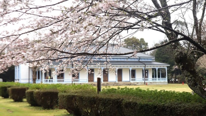 成田市、坂田ヶ池総合公園でお花見、来週前半がピークかな?