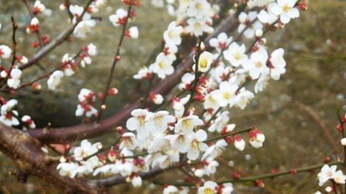 梅の花 3種3本3様