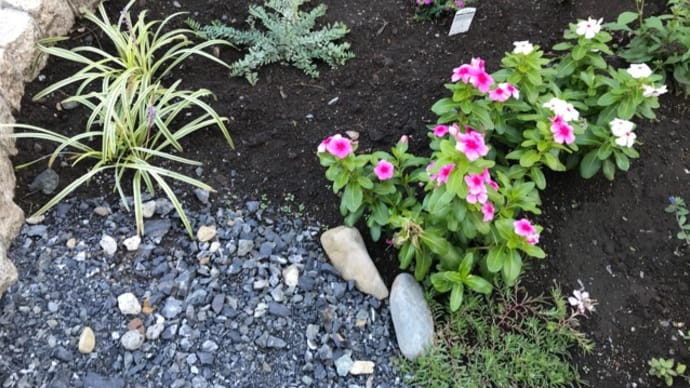 庭の植え替えその後 🌱🌸🌱 2020年10月21日
