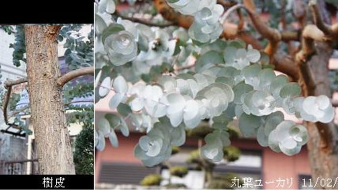 マルバユーカリ Or ギンマルバユーカリの白銀色の葉 里山コスモスブログ マルバユーカリ Or ギンマルバユーカリの白銀色の葉 里山コスモスブログ