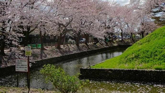 桜花見 2021(5) 蔵王堂城跡