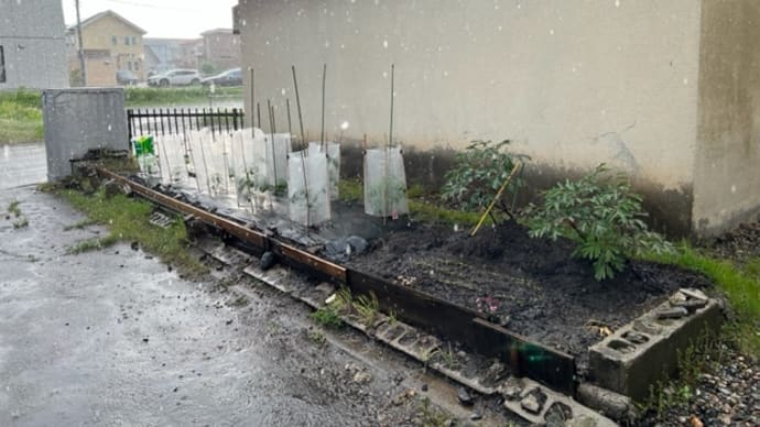 大粒の天気雨