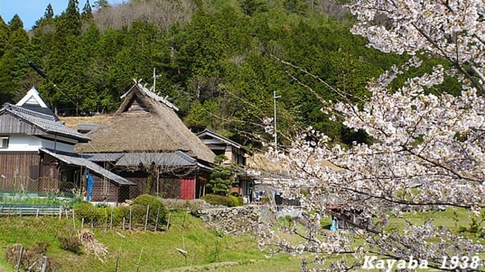 かやぶき民家と桜　京都府南丹市美山町原