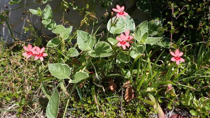 この花の名前は?