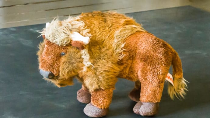 日本平動物園 バイソン、キリン、ゾウ舎