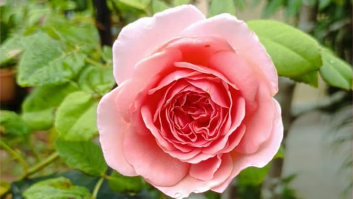 植えたら毎年咲く強くて可愛い宿根草・多年草❤その①
