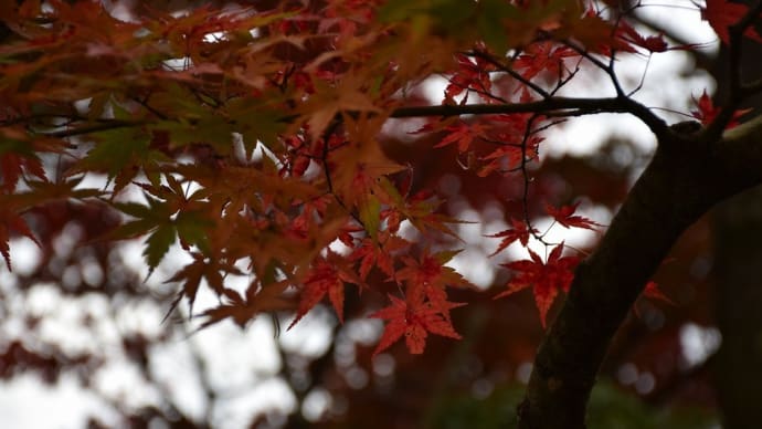 もみじ狩り 神奈川県足柄下郡箱根町 箱根・強羅(4)箱根美術館:石楽園