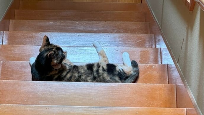 猫飼いさんのトレンド「落ちる」