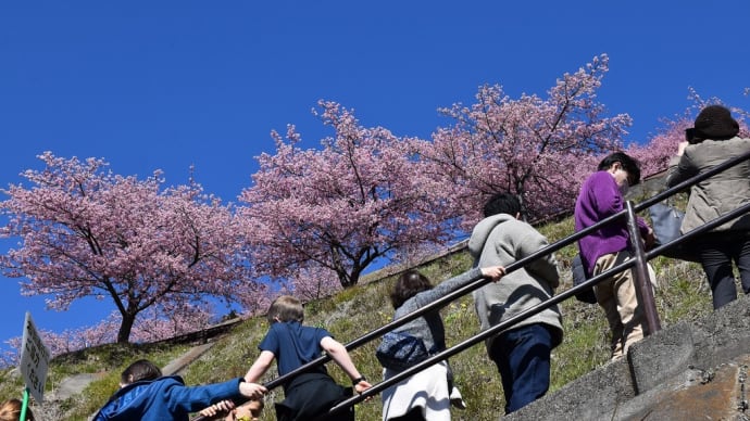 さくら狩り 神奈川県足柄上郡松田町 第24回まつだ桜まつり(1)満開見頃になってます