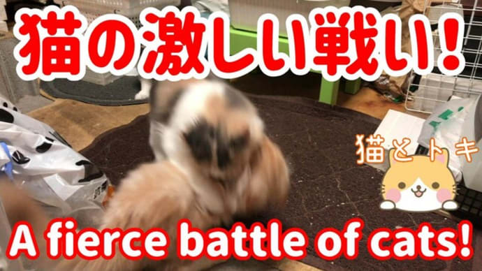 猫の喧嘩｜可愛い子猫のお尻を攻撃する面白い動画