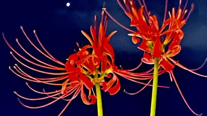 秋分です!ヒガンバナの開花を記録してみた!
